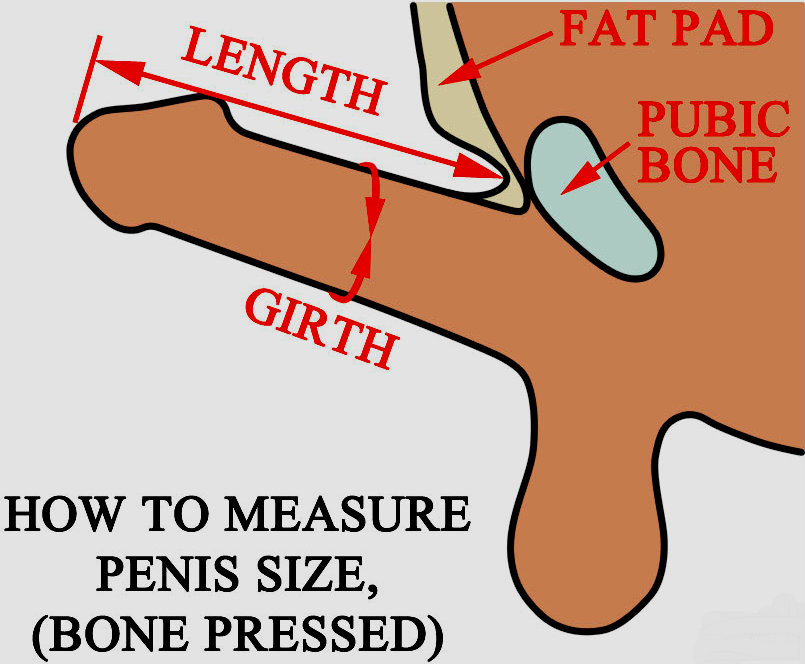 How To Measure Penis Size 4